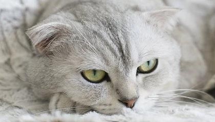 JIU YOU GAME-新疆男篮引进新外援提升锋线火力，新疆男篮的外援新情况