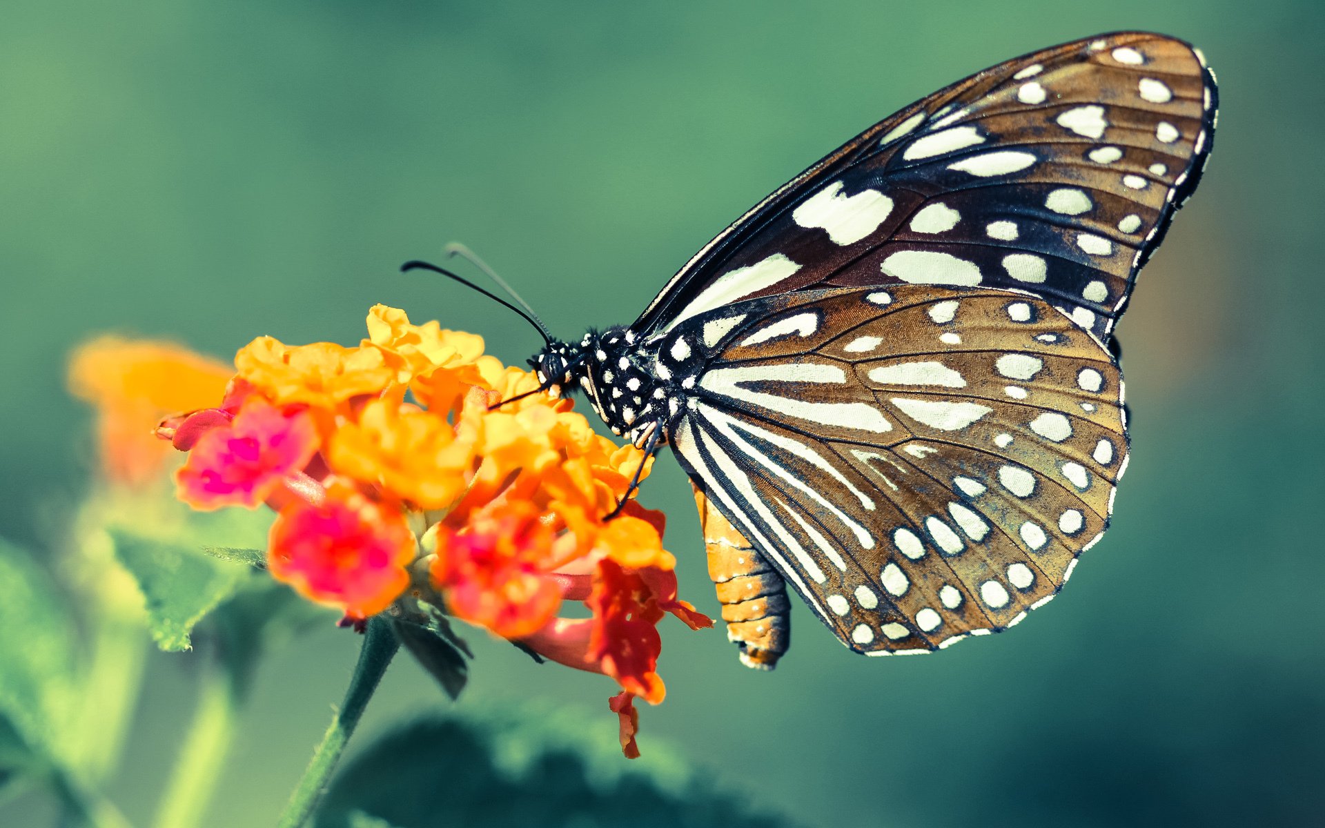 _城市天际线越野:穿越建筑群的极速挑战_,城市天际线穿过铁路