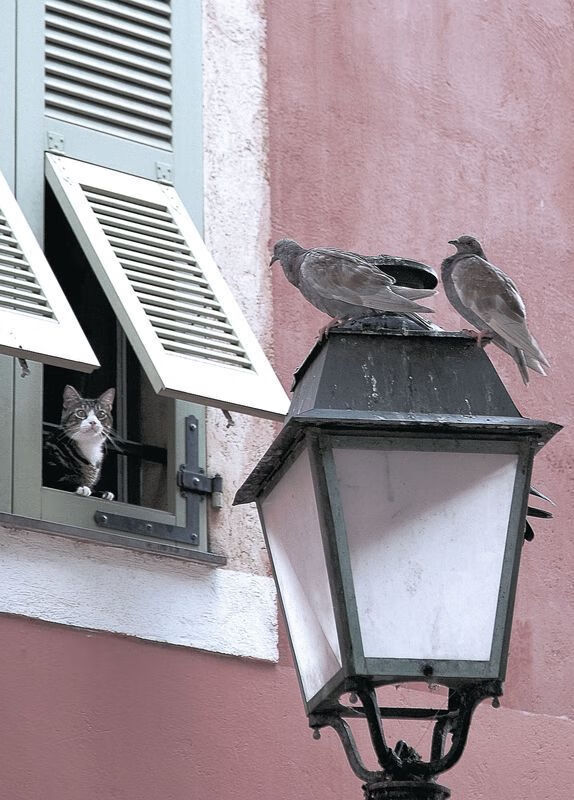 “法甲排名变动频繁,豪门死磕到底”,法甲排位