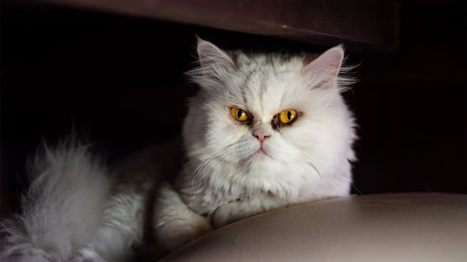 Jiuyou-NBA最炫赛场：2025年最新视觉特效全景回顾，nba2020-2021赛季宣传片